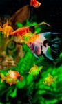 Colorful Fishes LWP screenshot 3/3
