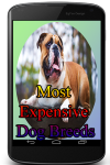 Most Expensive Dog Breeds screenshot 1/3