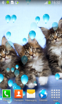 Cute Cats Live Wallpapers screenshot 4/6