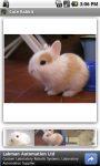 Cute Rabbit screenshot 2/3