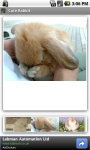 Cute Rabbit screenshot 3/3