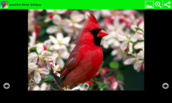 Beauty Birds Wallpapers  screenshot 4/6
