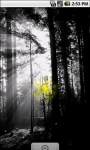 Black And White Forest Live Wallpaper screenshot 3/4