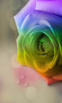 Rainbow Roses Rainbow Flowers Live Wallpaper screenshot 3/5