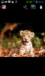Cute Animal Wallpaper screenshot 5/6