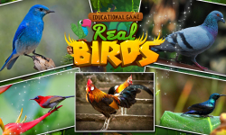 Educational Game Real Birds screenshot 1/5