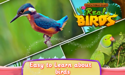 Educational Game Real Birds screenshot 4/5
