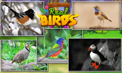 Educational Game Real Birds screenshot 5/5