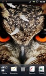 Wild Owl Live Wallpaper screenshot 1/3