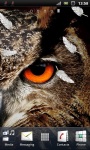 Wild Owl Live Wallpaper screenshot 3/3