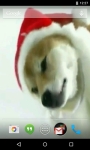 Christmas Puppy Licks Screen Live Wallpaper screenshot 1/4