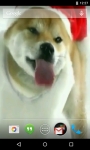 Christmas Puppy Licks Screen Live Wallpaper screenshot 2/4