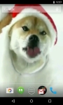 Christmas Puppy Licks Screen Live Wallpaper screenshot 3/4