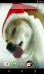 Christmas Puppy Licks Screen Live Wallpaper screenshot 4/4