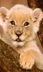 Lion Baby Live Wallpaper screenshot 1/3