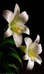 Spring and Pink Easter Lilies wallpaper HD screenshot 1/3