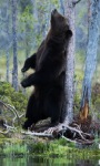Forest Bear Live Wallpaper screenshot 1/3