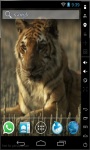 Tiger Resting Live Wallpaper screenshot 1/2