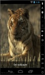 Tiger Resting Live Wallpaper screenshot 2/2