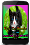 Rare Cat Breeds From Around The World screenshot 1/4