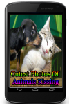 Cutest Photos Of Animals Kissing screenshot 1/3