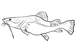 Free Catfish Coloring Book Drawing App for Kids screenshot 2/3