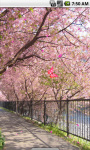 Sakura Blossom Live Wallpaper screenshot 1/4