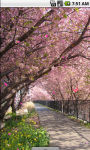 Sakura Blossom Live Wallpaper screenshot 2/4