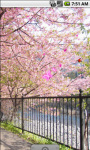 Sakura Blossom Live Wallpaper screenshot 3/4