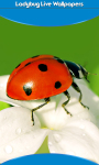 Ladybug Live Wallpapers New screenshot 1/6