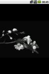 Burgeon cherry blossom screenshot 2/3