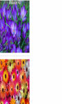 Colorful Splendor flower Wallpaper HD screenshot 2/3