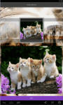 Kittens live Wallpaper  screenshot 1/5