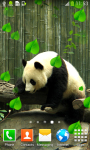 Cute Panda Live Wallpapers screenshot 3/6