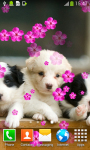 New Puppies Live Wallpapers screenshot 3/6