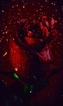 Winter Rose Live Wallpaper screenshot 1/3