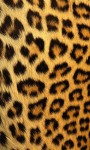 Best Leopard Wallpaper screenshot 5/6