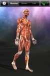 Muscle Trigger Points screenshot 1/1
