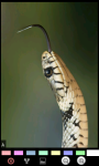 Snakes : Dangerous Wild Animals screenshot 6/6