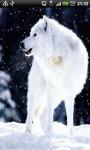 Snowy White Wolf Live Wallpaper screenshot 1/2
