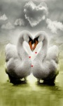 Swan In Love Live Wallpaper screenshot 1/3