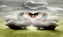 Swan In Love Live Wallpaper screenshot 2/3