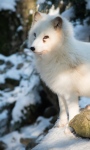 Arctic fox Image screenshot 4/4