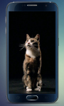 Fluffy Kitten Live Wallpaper screenshot 1/5
