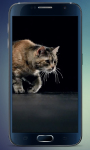 Fluffy Kitten Live Wallpaper screenshot 2/5