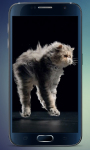 Fluffy Kitten Live Wallpaper screenshot 3/5