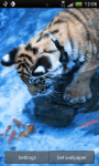 Tiger in Water live Wallpaper Theme Background screenshot 2/3