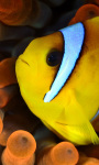 Yellow Fish Live Wallpaper 2 screenshot 1/4