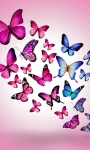 Butterfly images Wallpaper screenshot 1/4
