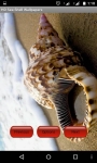 Sea Shell Wallpapper Lite screenshot 2/4